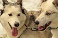 Bild: Schlittenhunderennen in Benneckenstein