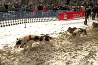 Bild: Schlittenhunderennen in Benneckenstein