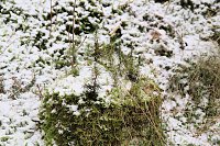 Bild: Unterwegs im Harz