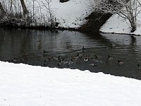 Bild: Winter im Park