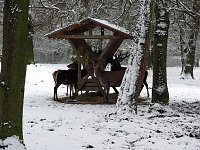 Bild: Winter im Park
