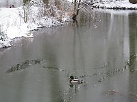 Bild: Winter im Park