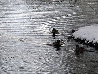Bild: Winter im Park