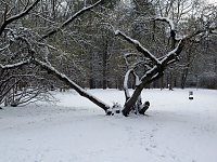 Bild: Winter im Park