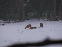 Bild: Im Harz unterwegs