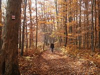 Bild: Harzfelder Holz