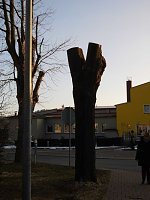 Bild: Kreative B&auml;ume