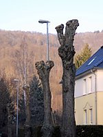 Bild: Kreative B&auml;ume