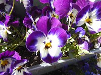 Bild: Saisoner&ouml;ffnung im Sangerh&auml;user Rosarium