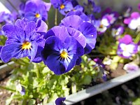 Bild: Saisoner&ouml;ffnung im Sangerh&auml;user Rosarium