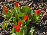 Bild: Saisoner&ouml;ffnung im Sangerh&auml;user Rosarium