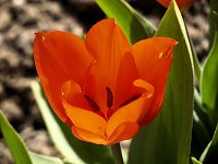 Bild: Saisoner&ouml;ffnung im Sangerh&auml;user Rosarium
