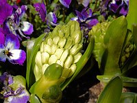 Bild: Saisoner&ouml;ffnung im Sangerh&auml;user Rosarium