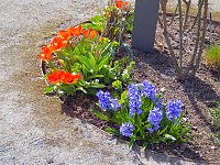 Bild: Saisoner&ouml;ffnung im Sangerh&auml;user Rosarium
