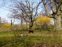 Bild: Saisoner&ouml;ffnung im Sangerh&auml;user Rosarium