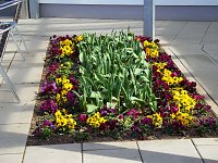Bild: Saisoner&ouml;ffnung im Sangerh&auml;user Rosarium