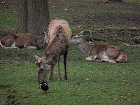 Bild: "Untergang" im Park