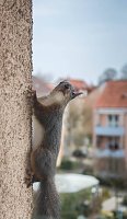 Bild: Tierische Mitbewohner