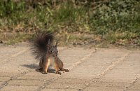 Bild: Tierische Mitbewohner