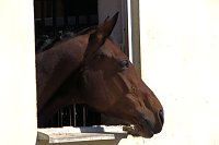 Bild: 5. Hoffest und Reitturnier in Wollersleben