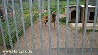 Bild: Tierheim Nordhausen