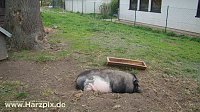 Bild: Tierheim Nordhausen