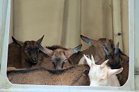 Lämmerfest auf Ziegenalm Bild: Lämmerfest auf Ziegenalm