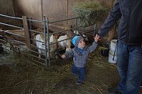 Lämmerfest auf Ziegenalm Bild: Lämmerfest auf Ziegenalm
