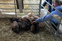 Lämmerfest auf Ziegenalm Bild: Lämmerfest auf Ziegenalm
