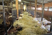 Lämmerfest auf Ziegenalm Bild: Lämmerfest auf Ziegenalm