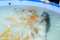 Bild: Fischfest
