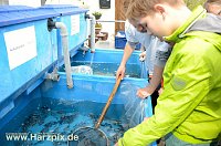 Bild: Fischfest