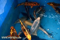 Bild: Fischfest
