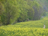 Bild: Nordh&auml;user Doppelk&ouml;rner wanderten