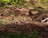 Bild: Ein sch&ouml;nes St&uuml;ck Natur beim Abendspaziergang mit der Kamera im W&uuml;lfinger&ouml;der Wald