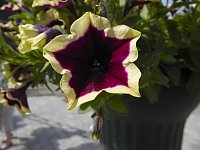 Landesgartenschau in Schmalkalden Bild: Landesgartenschau in Schmalkalden