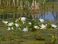 Landesgartenschau in Schmalkalden Bild: Landesgartenschau in Schmalkalden