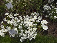 Landesgartenschau in Schmalkalden Bild: Landesgartenschau in Schmalkalden