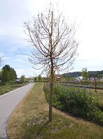 Landesgartenschau in Schmalkalden Bild: Landesgartenschau in Schmalkalden