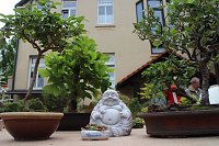 Fernöstliche Kunst in Grün - Bonsai-Ausstellung in der Echte Nordhäuser Traditionsbrennerei Bild: Fernöstliche Kunst in Grün - Bonsai-Ausstellung in der Echte Nordhäuser Traditionsbrennerei