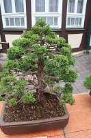 Fernöstliche Kunst in Grün - Bonsai-Ausstellung in der Echte Nordhäuser Traditionsbrennerei Bild: Fernöstliche Kunst in Grün - Bonsai-Ausstellung in der Echte Nordhäuser Traditionsbrennerei