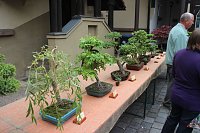 Fernöstliche Kunst in Grün - Bonsai-Ausstellung in der Echte Nordhäuser Traditionsbrennerei Bild: Fernöstliche Kunst in Grün - Bonsai-Ausstellung in der Echte Nordhäuser Traditionsbrennerei