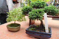Fernöstliche Kunst in Grün - Bonsai-Ausstellung in der Echte Nordhäuser Traditionsbrennerei Bild: Fernöstliche Kunst in Grün - Bonsai-Ausstellung in der Echte Nordhäuser Traditionsbrennerei