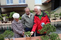 Fernöstliche Kunst in Grün - Bonsai-Ausstellung in der Echte Nordhäuser Traditionsbrennerei Bild: Fernöstliche Kunst in Grün - Bonsai-Ausstellung in der Echte Nordhäuser Traditionsbrennerei