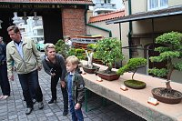 Fernöstliche Kunst in Grün - Bonsai-Ausstellung in der Echte Nordhäuser Traditionsbrennerei Bild: Fernöstliche Kunst in Grün - Bonsai-Ausstellung in der Echte Nordhäuser Traditionsbrennerei