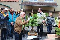 Fernöstliche Kunst in Grün - Bonsai-Ausstellung in der Echte Nordhäuser Traditionsbrennerei Bild: Fernöstliche Kunst in Grün - Bonsai-Ausstellung in der Echte Nordhäuser Traditionsbrennerei