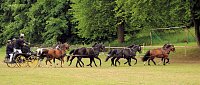 Pferde, Pferde und nochmals Pferde Bild: Pferde, Pferde und nochmals Pferde