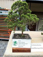 Bonsai in der Brennerei Bild: Bonsai in der Brennerei