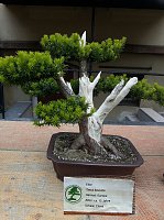 Bonsai in der Brennerei Bild: Bonsai in der Brennerei