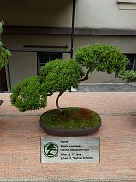 Bonsai in der Brennerei Bild: Bonsai in der Brennerei